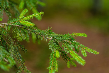 green fresh foliage. tree leaf in summer day in sunlight. abstract pattern