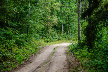 wavy gravel road in green summer forest