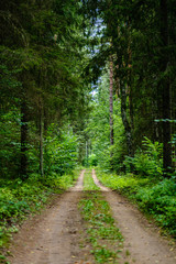 Fototapeta na wymiar wavy gravel road in green summer forest