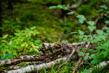 old dry broken tree trunks and stomps in forest