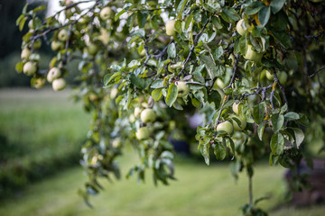 apple tree full with harvest ready tasty fruits