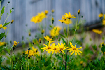 Fototapeta premium yellow summer flowers on blur background