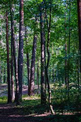 green fresh foliage. tree leaf in summer day in sunlight. abstract pattern