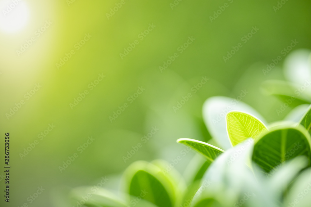 Wall mural close up of nature view green leaf on blurred greenery background under sunlight with bokeh and copy