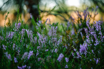 Obraz premium blooming heather in the summer forest on green blur background