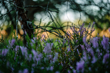 blooming heather in the summer forest on green blur background