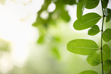 Close up of nature view green leaf on blurred greenery background under sunlight with bokeh and copy space using as background natural plants landscape, ecology wallpaper concept.