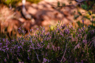 blooming heather in the summer forest on green blur background