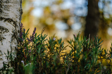 blooming flowers in the summer forest on green blur background