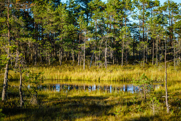 Obraz premium forest lake with blue water in summer day and reflections of old dry trees