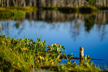 forest lake with blue water in summer day and reflections of old dry trees
