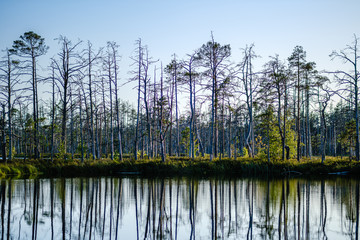 forest lake with blue water in summer day and reflections of old dry trees