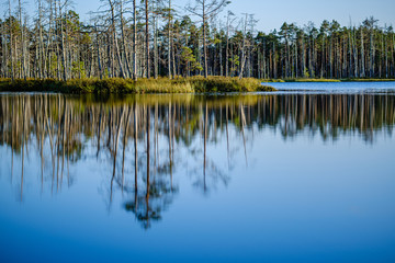 forest lake with blue water in summer day and reflections of old dry trees
