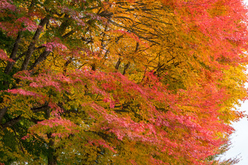 Red maple tree and Mountain Fuji at kawaguchiko lake in autumn season, japan