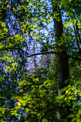 green fresh foliage. tree leaf in summer day in sunlight. abstract pattern