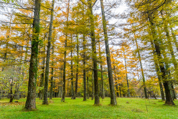 Obraz premium autumn forest trees
