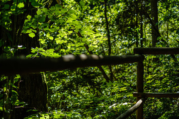 wooden stairs in summer green forest