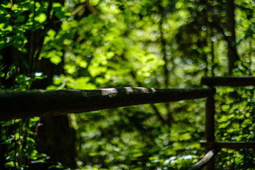 wooden stairs in summer green forest
