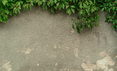 Old concrete wall with plants. Ivy leaves on the wall background.