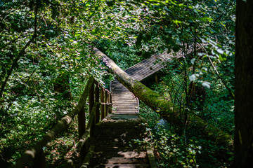 wooden stairs in summer green forest