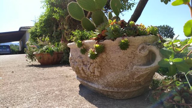 Big succulent plant in a ceramic pot outdoors footage.