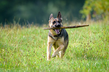 Beautiful Young Black German Shepherd Dog