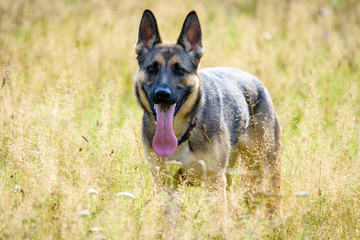 Naklejka na ściany i meble Beautiful Young Black German Shepherd Dog