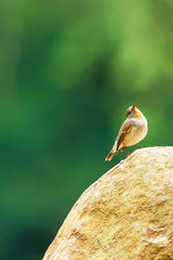 Red-throated Flycatcher is perching on the stone.
