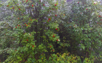 Rowan tree growing in the forest