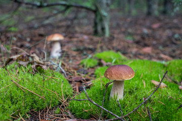 mushrooms in forest