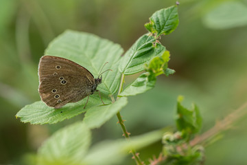 Brauner Waldvogel (Aphantopus hyperantus)