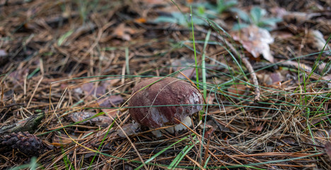 mushrooms in forest