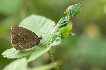 Brauner Waldvogel (Aphantopus hyperantus)