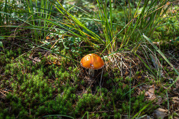 mushrooms in forest