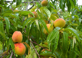 Organic peaches on a tree outdoors