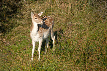 Damhirsch (Dama dama)