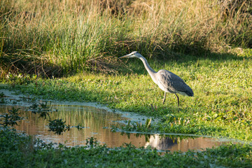 Graureiher  (Ardea cinerea)
