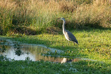 Graureiher  (Ardea cinerea) (8)