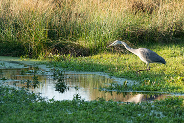 Graureiher  (Ardea cinerea)