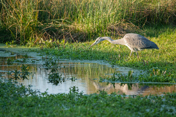 Graureiher  (Ardea cinerea)