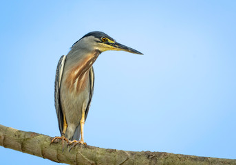 A Striated Heron perches in a tree with a blue sky background.