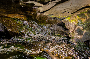stream in the forest