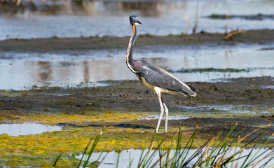 A Tri-colored Heron stands in the mudflats searching for food.