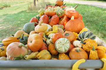 Farbenfrohe Kürbisse im Herbst