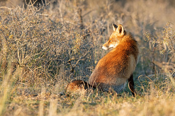 (Vulpes vulpes)