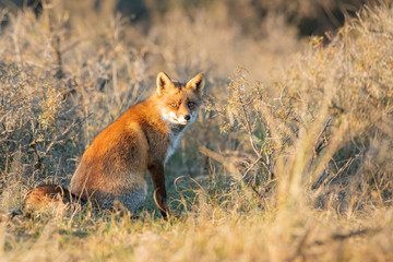 (Vulpes vulpes)