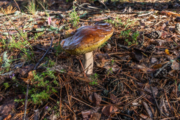 mushrooms in forest