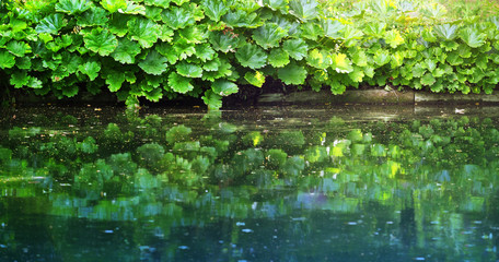 Wild pond surrounded by green plants Darmera peltata, panoramic view
