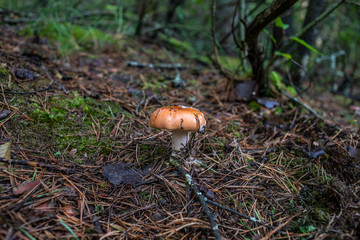 mushrooms in forest