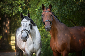 two horses portrait together in summer
